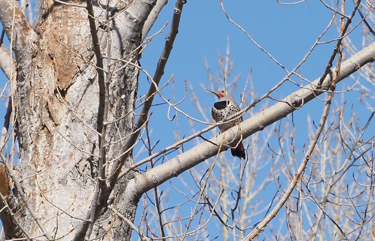 Northern Flicker - ML228302041