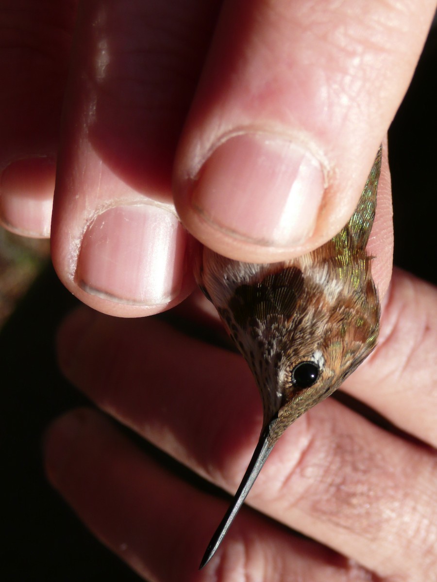 Colibrí Rufo - ML22830211