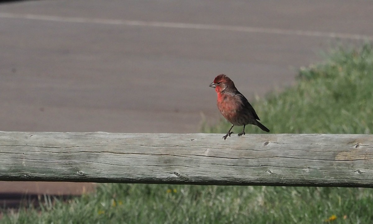 House Finch - ML228302271