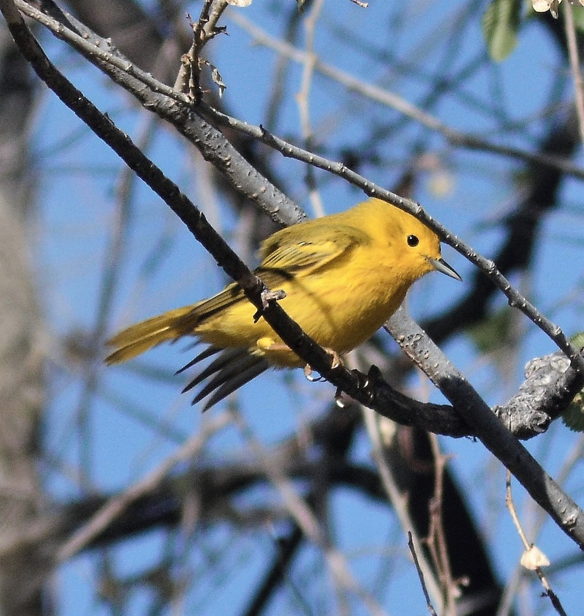 Yellow Warbler (Northern) - ML228302301