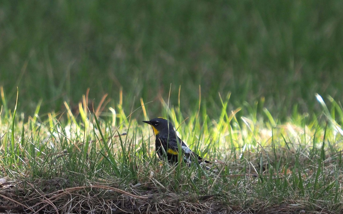 Yellow-rumped Warbler - ML228302611