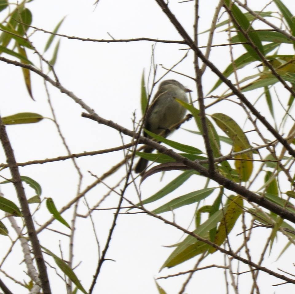 Least Flycatcher - ML22830401