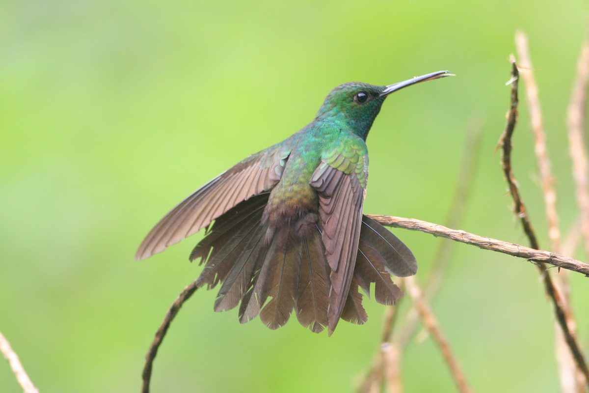 kolibřík křivozobý - ML228304341