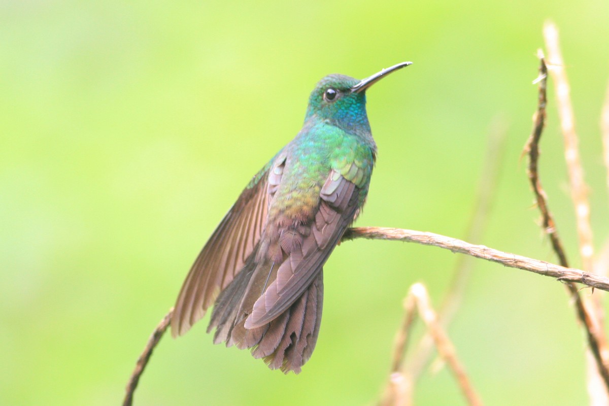 kolibřík křivozobý - ML228304361