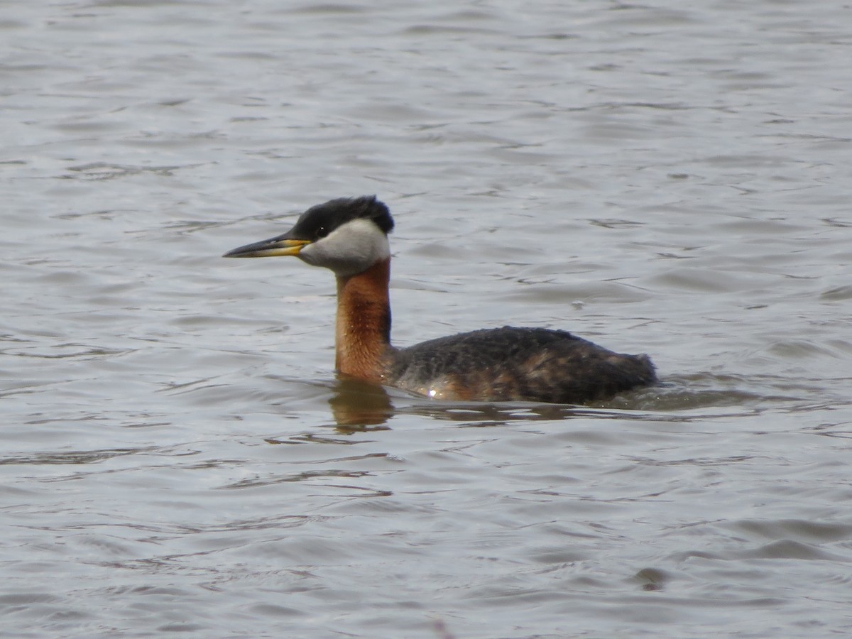 Red-necked Grebe - Jan Bradley