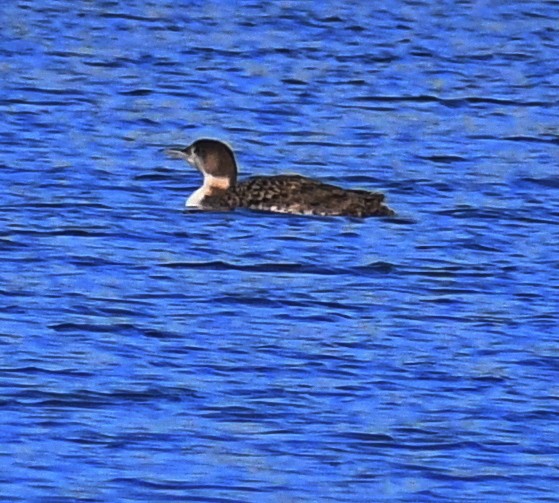 Common Loon - ML228305131