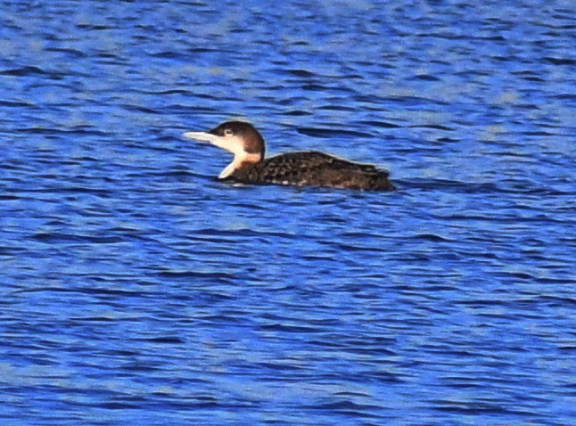 Plongeon huard - ML228305351