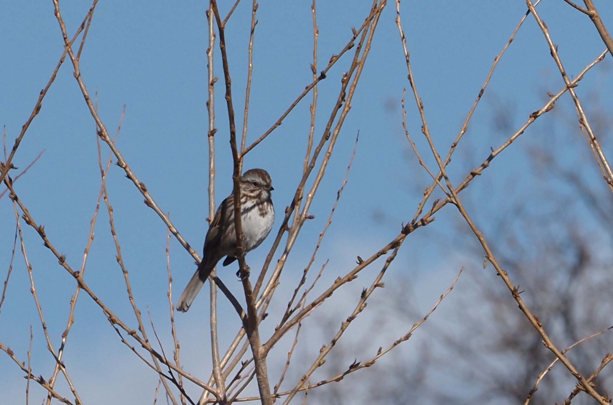 Song Sparrow - ML228305981
