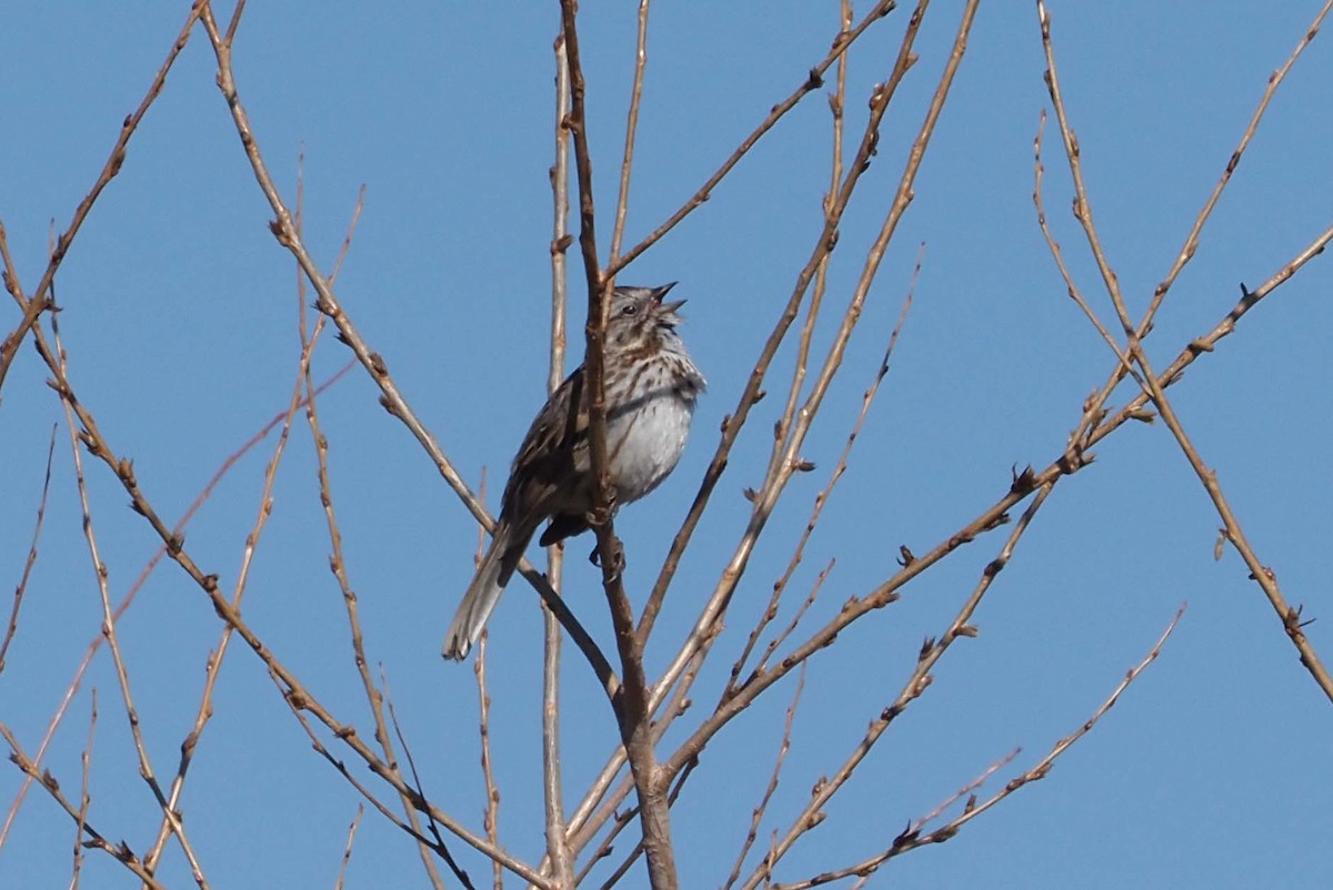 Song Sparrow - ML228305991