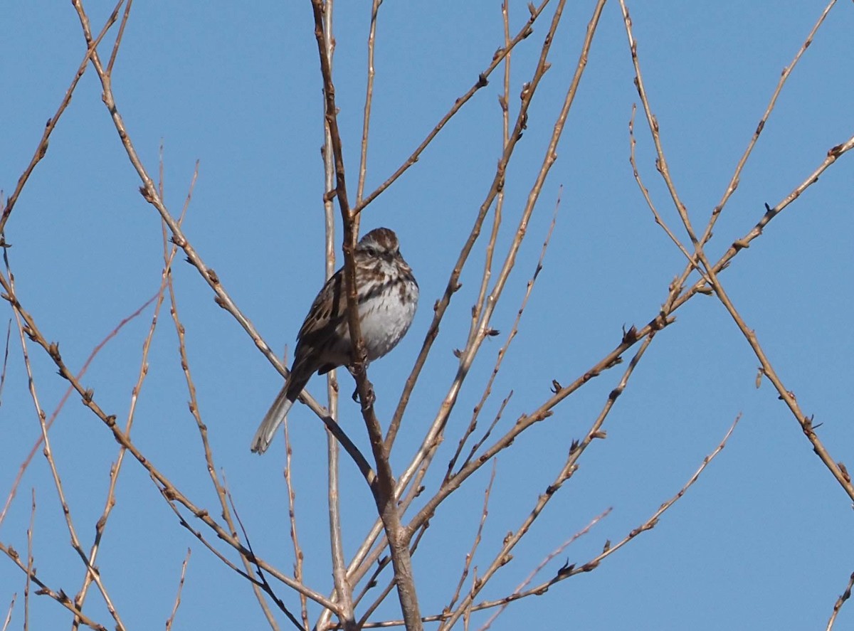 Song Sparrow - ML228306011