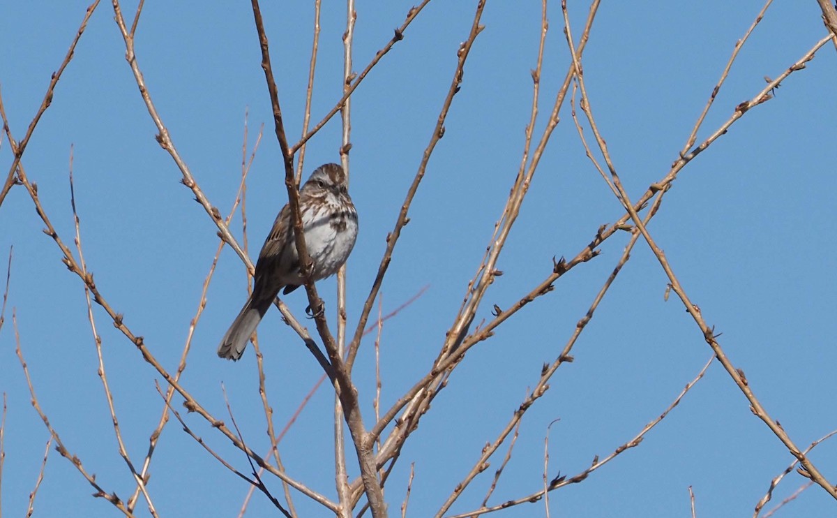 Song Sparrow - ML228306021