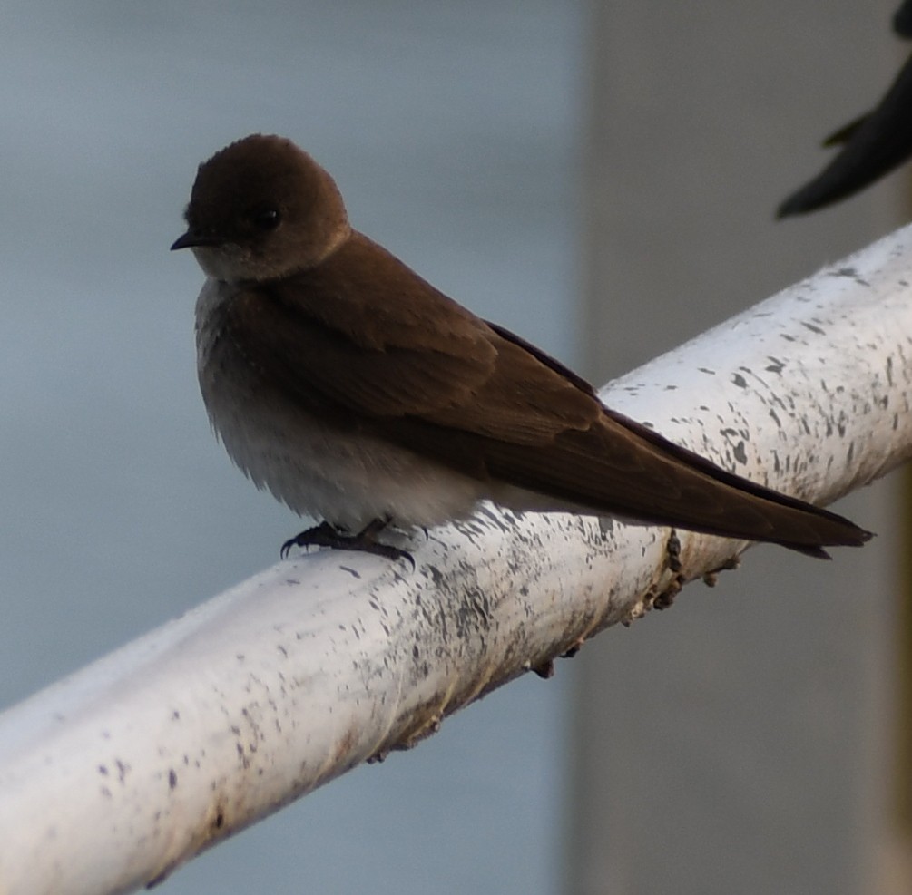 Northern Rough-winged Swallow - ML228306901
