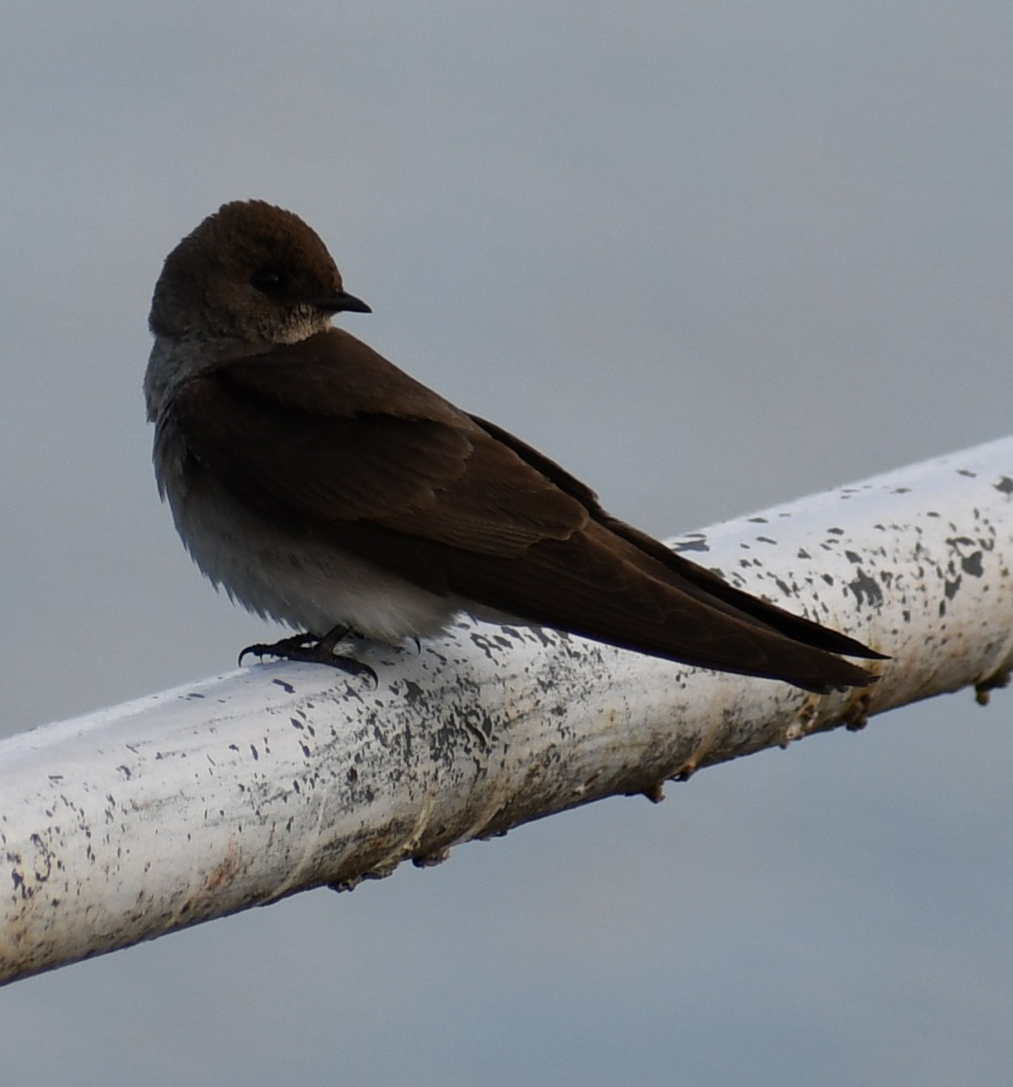 Northern Rough-winged Swallow - Edward Clark