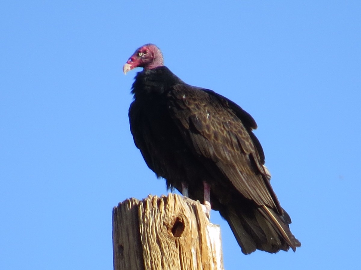 Turkey Vulture - ML228308361