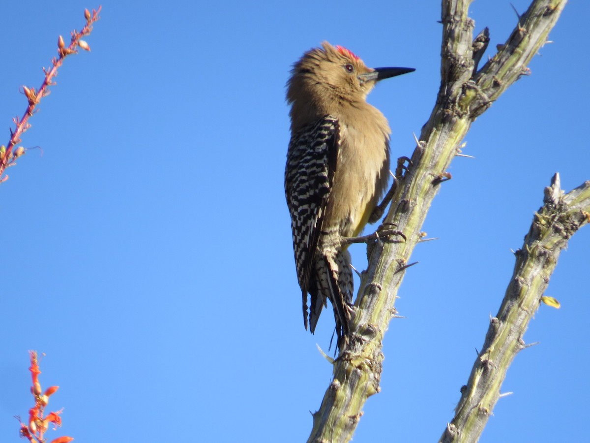 Gila Woodpecker - ML228308521