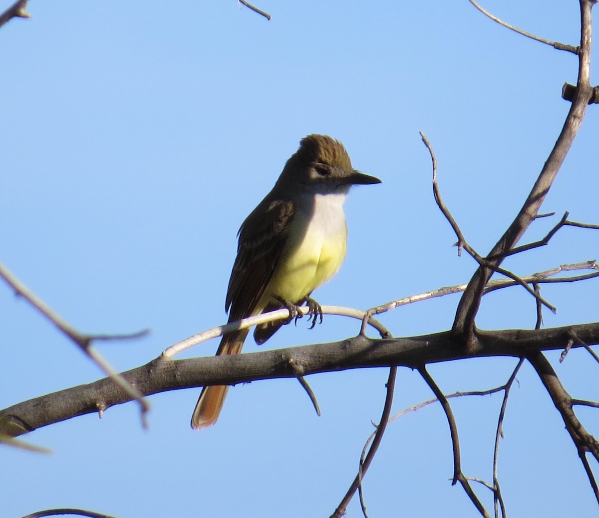 Brown-crested Flycatcher - ML228308691