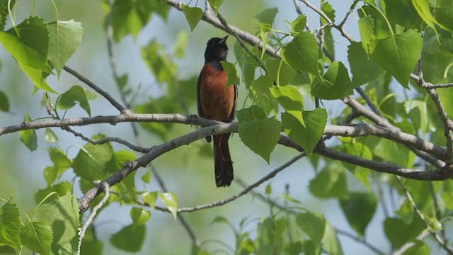 Orchard Oriole - ML228309641