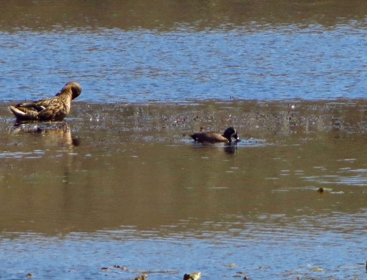 Blue-winged Teal - ML228311051
