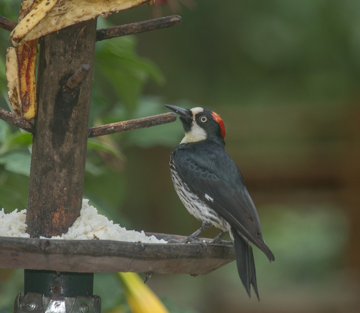 Acorn Woodpecker - ML228312061
