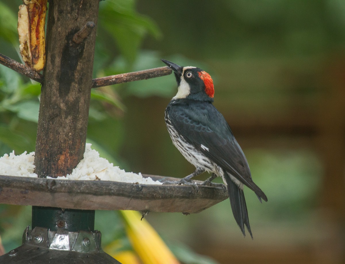 Acorn Woodpecker - ML228312071