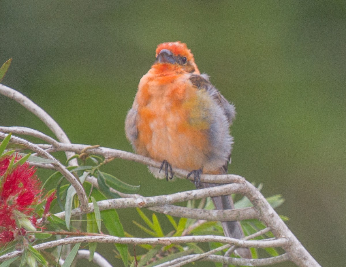 Flame-colored Tanager - ML228312611