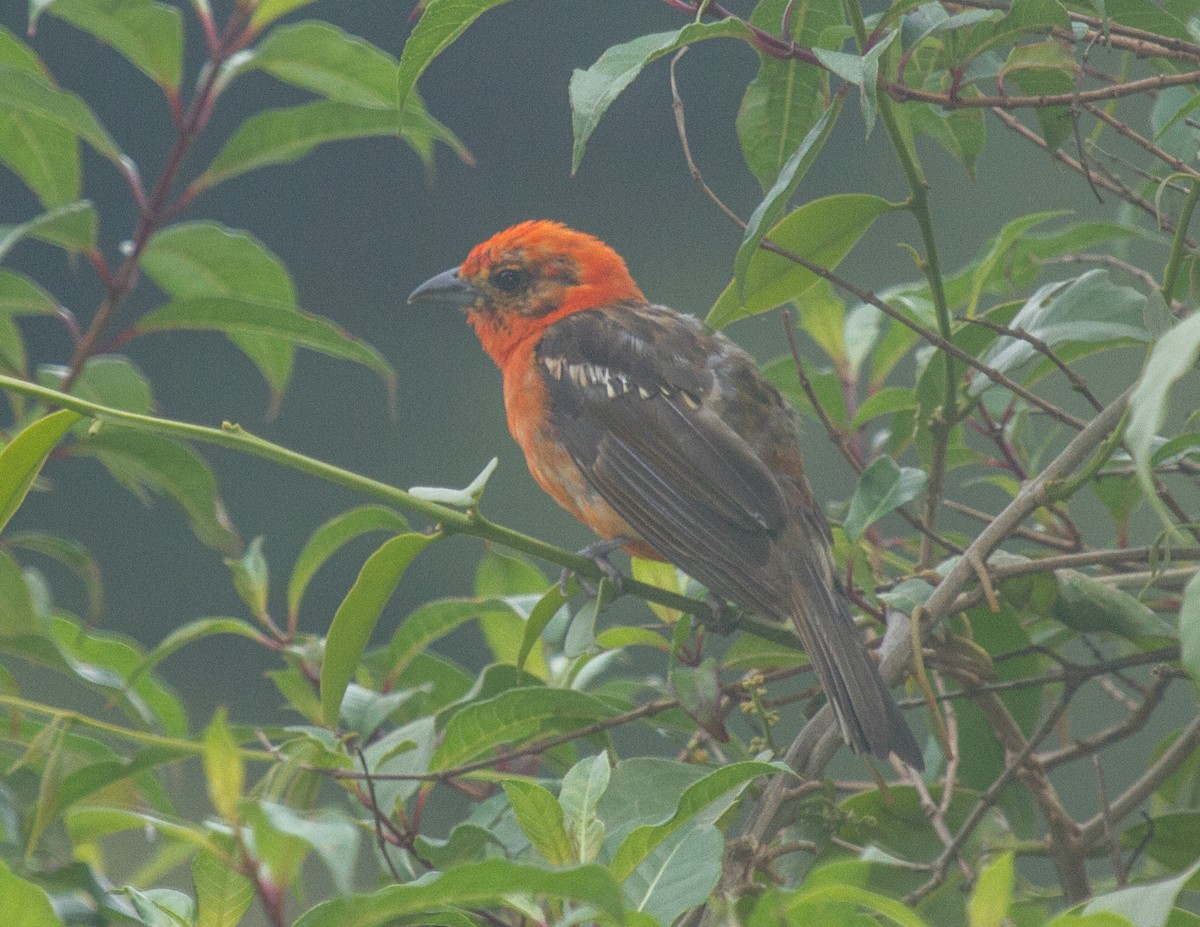 Flame-colored Tanager - ML228312671