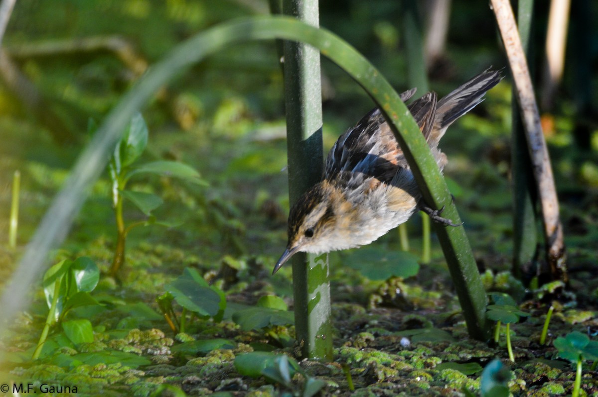 Wren-like Rushbird - Maria Fernanda Gauna