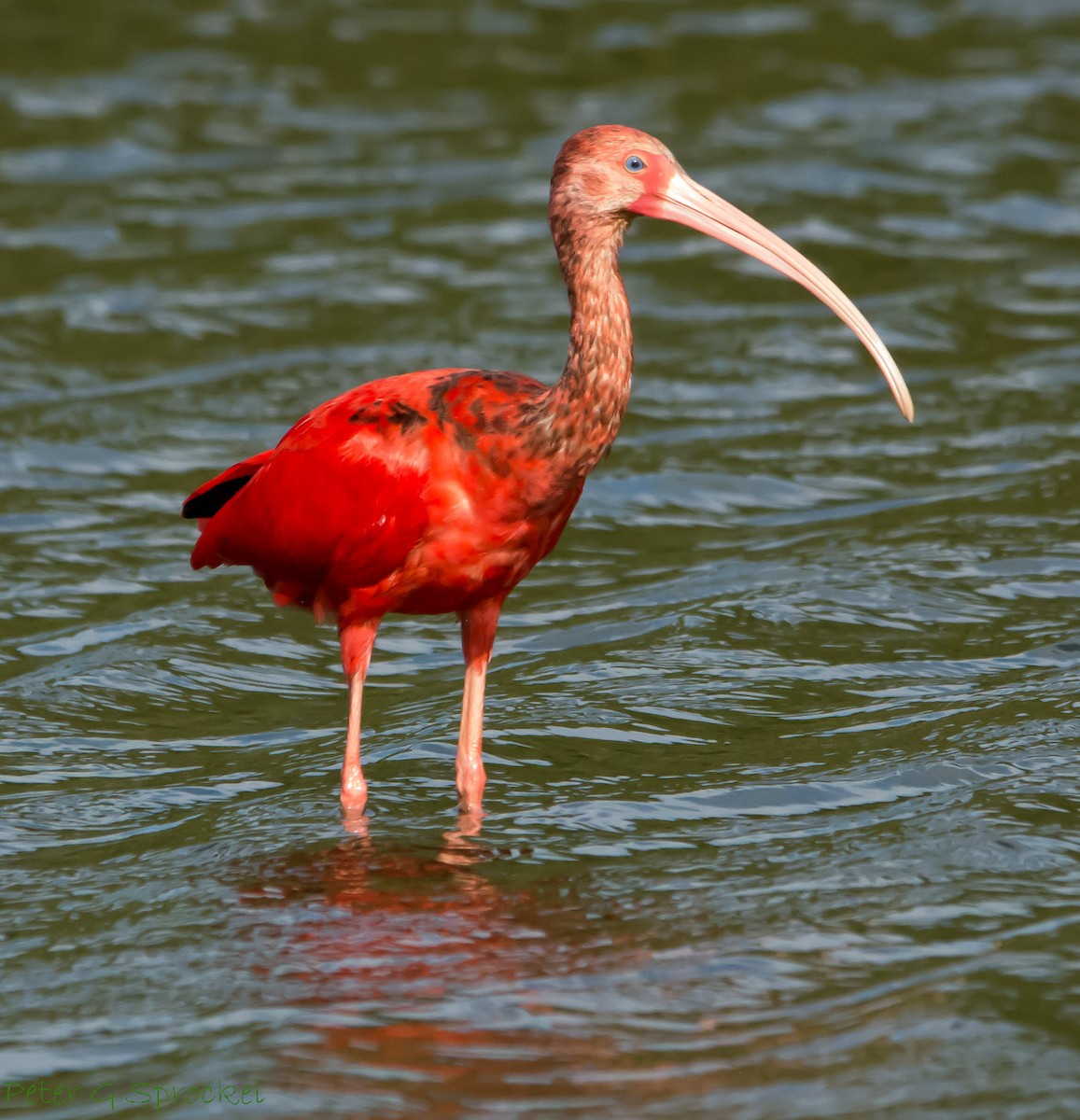 ibis rudý - ML22831651