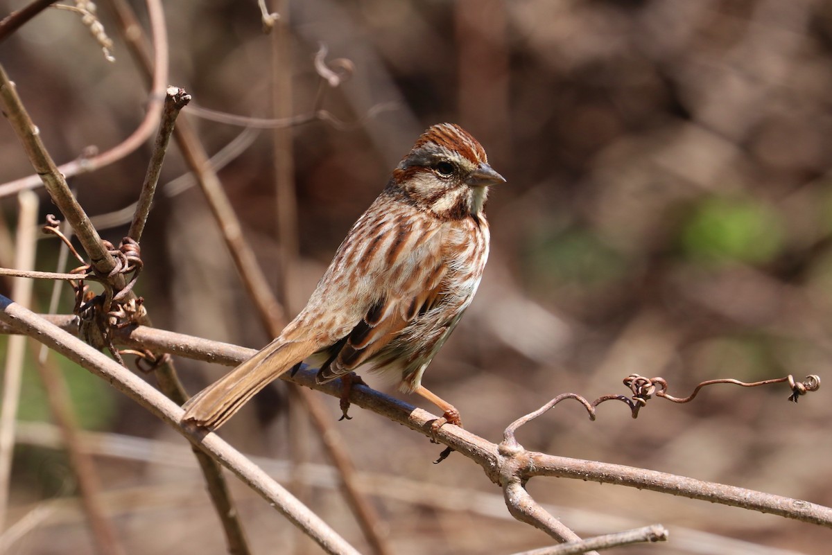 Song Sparrow - ML228318611