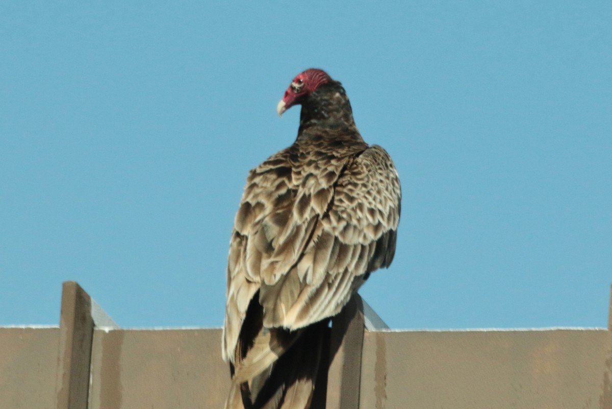 Turkey Vulture - ML228319281
