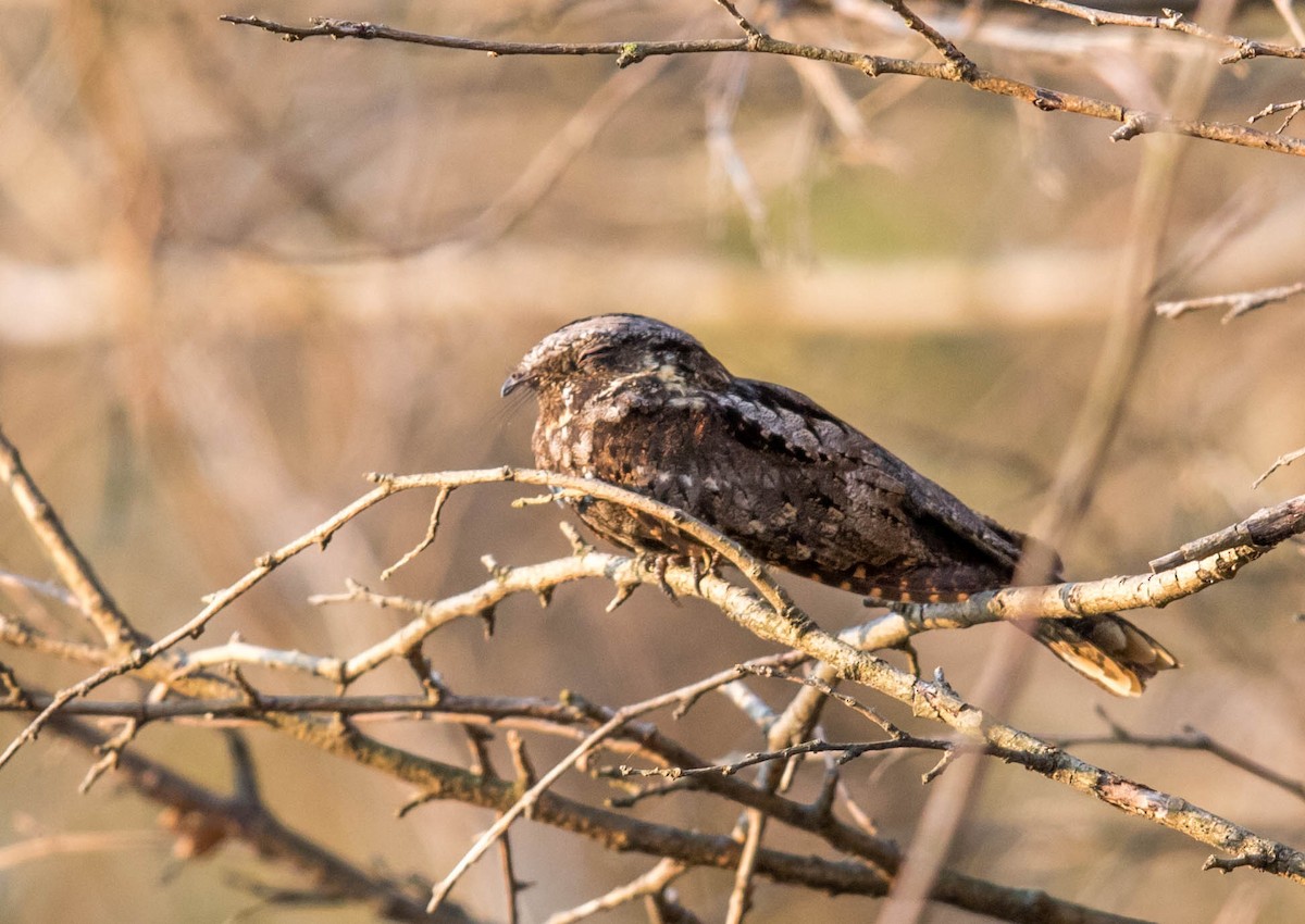 Eastern Whip-poor-will - Jeff Timmons