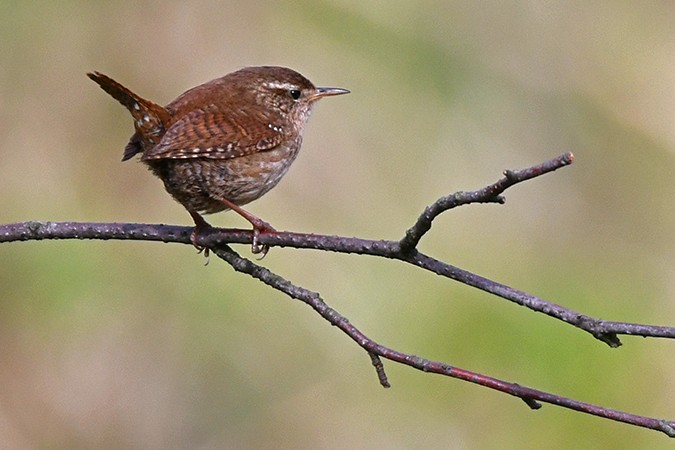 Eurasian Wren - ML228323151