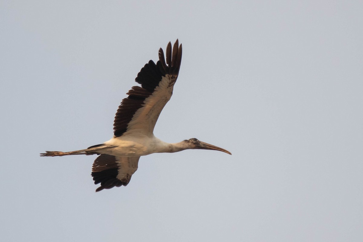 Wood Stork - Hernan Riverol