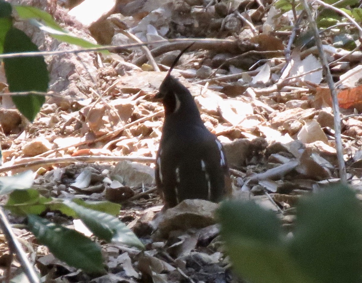 Mountain Quail - ML228323631