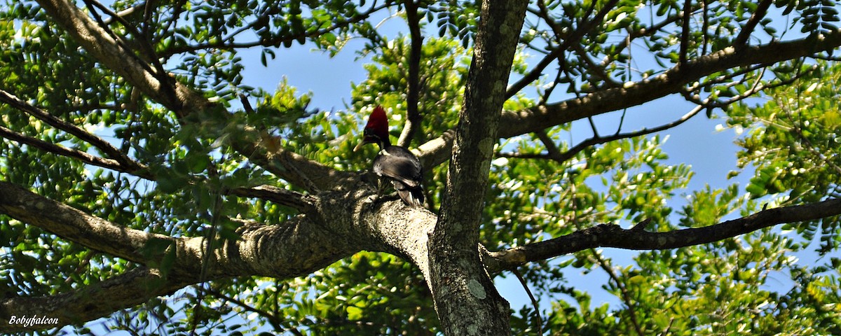 Lineated Woodpecker - ML22832441