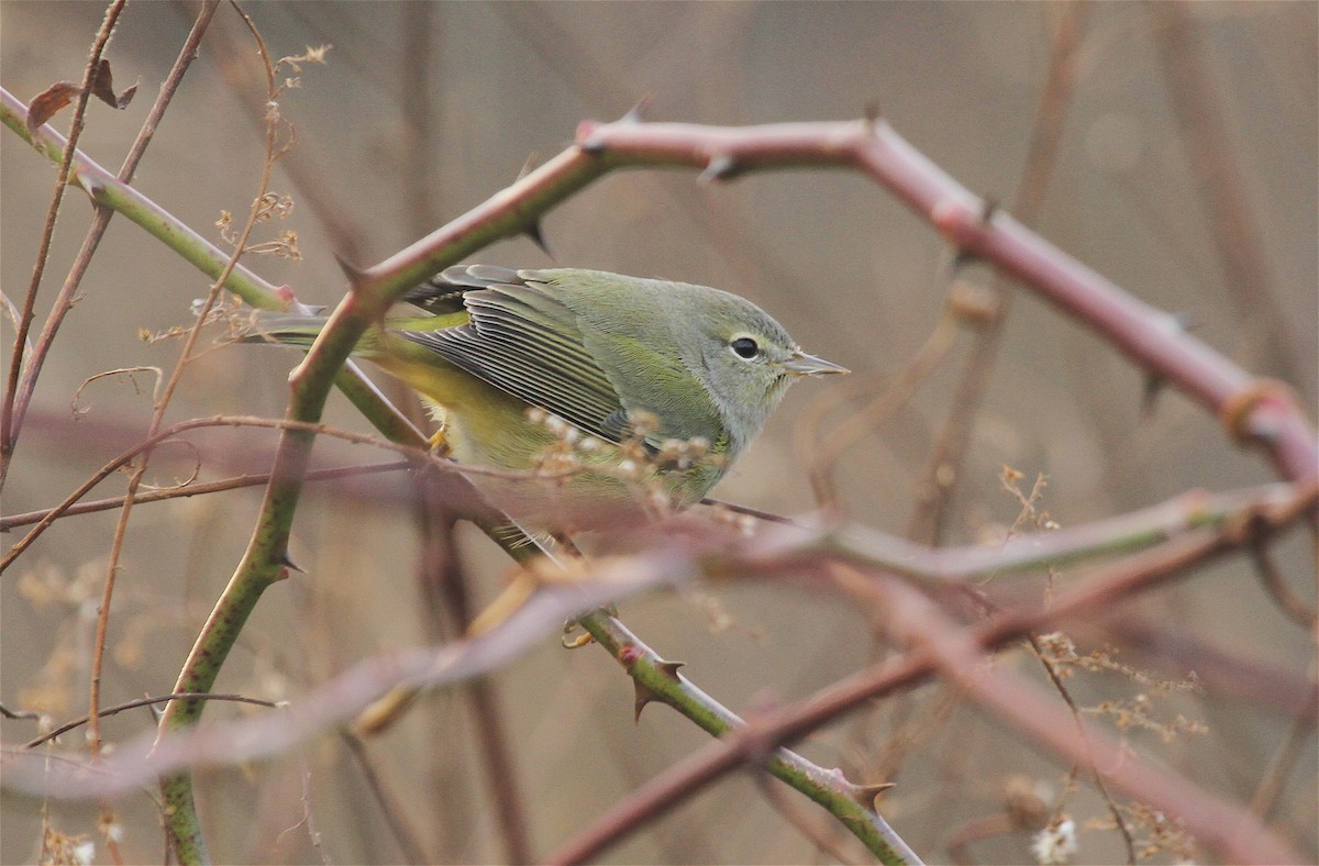 Orange-crowned Warbler - Ryan Schain