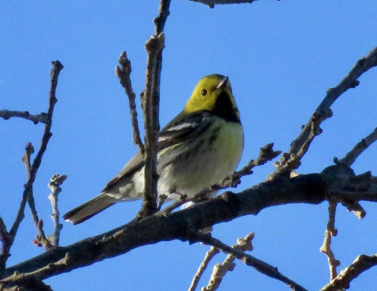 Hermit Warbler - ML228324831