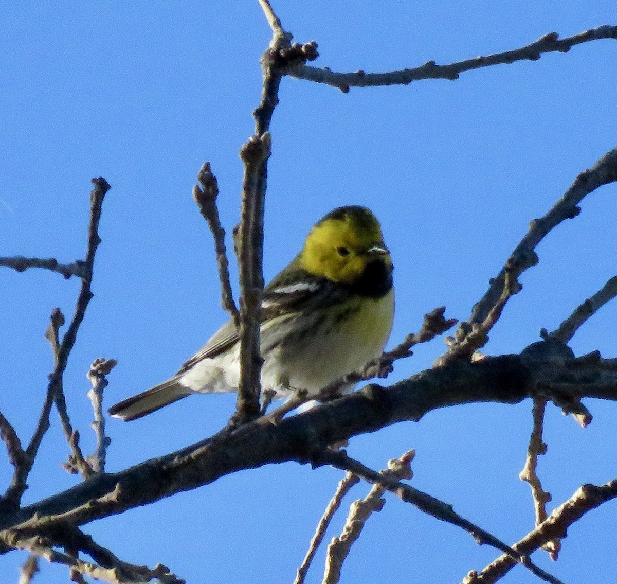 Hermit Warbler - ML228324861