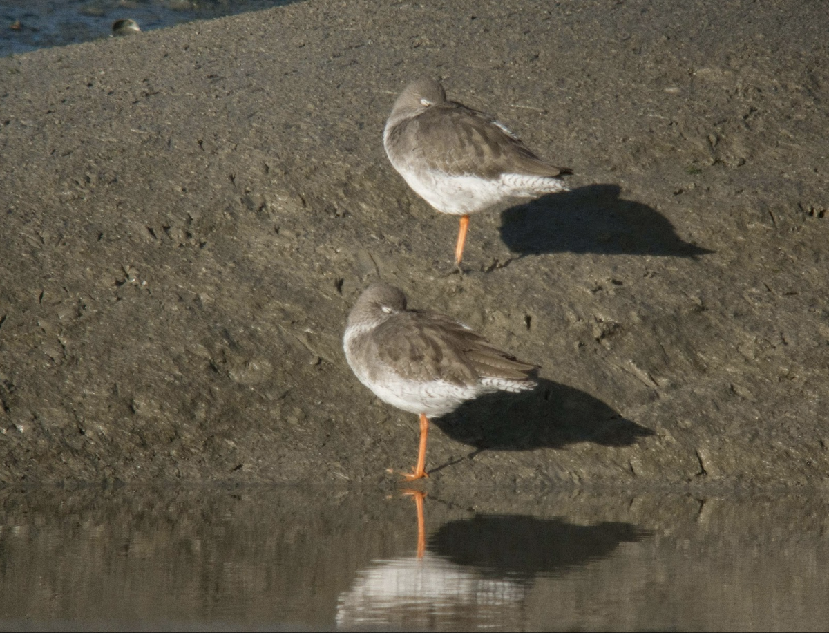 アカアシシギ - ML228325381