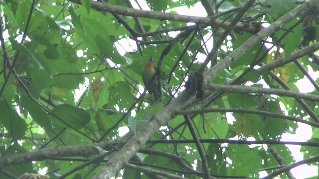 Gilded Barbet - ML228325921