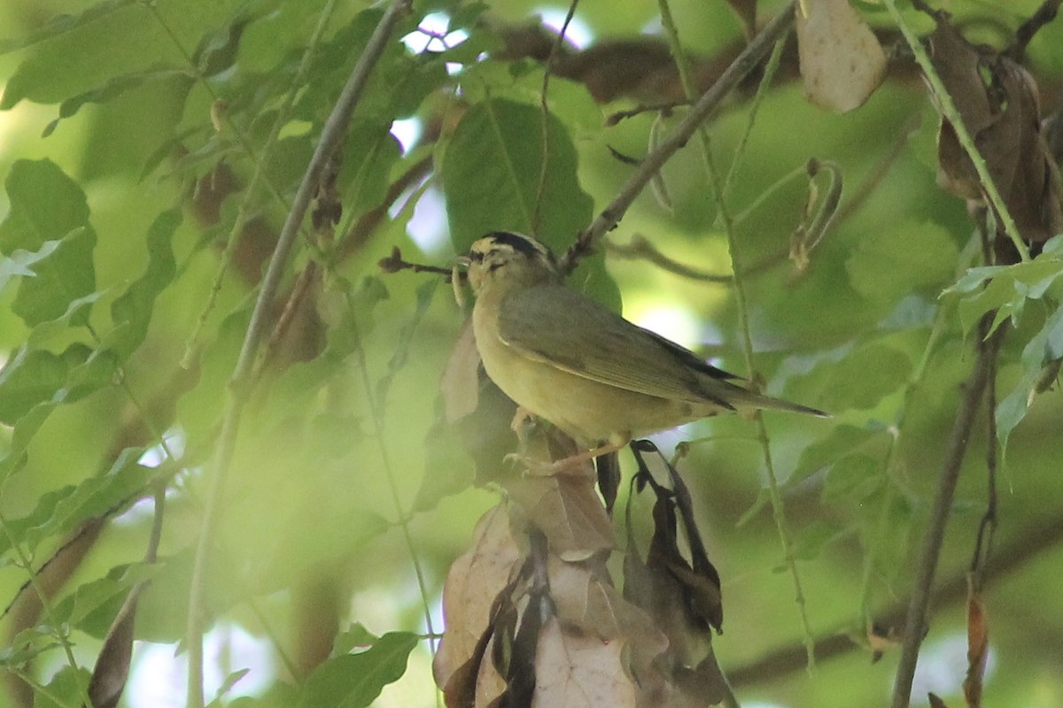 Worm-eating Warbler - ML228326361