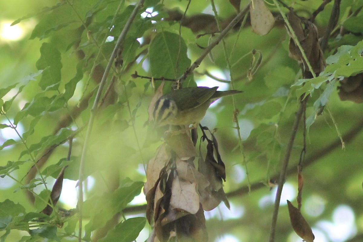 Worm-eating Warbler - ML228326371