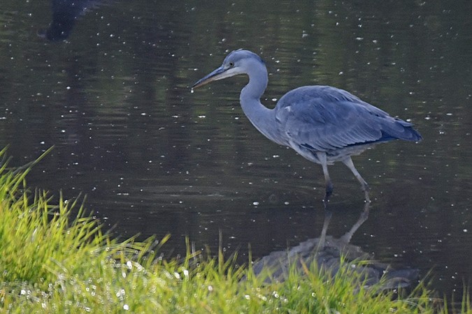 Gray Heron - ML228326861