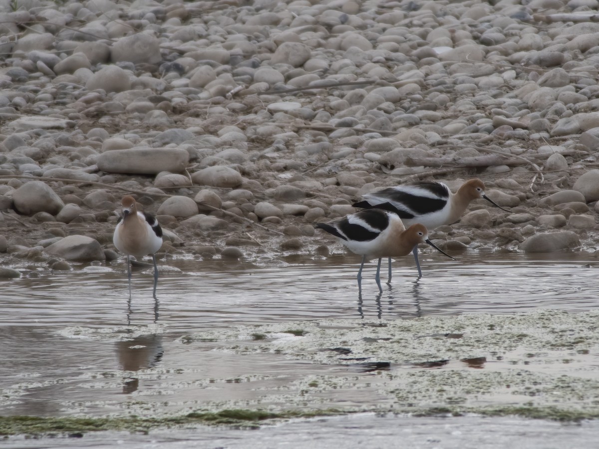 American Avocet - ML228328401