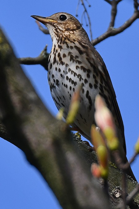 Song Thrush - ML228328771