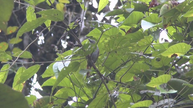 Lined Antshrike - ML228329391