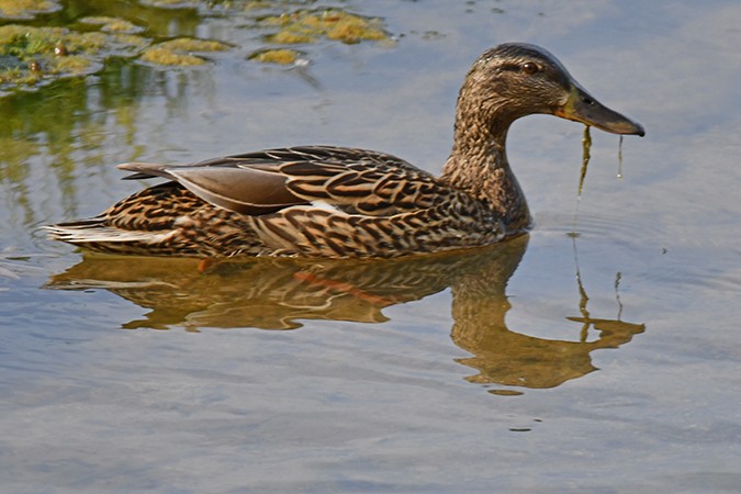 Mallard - ML228329591