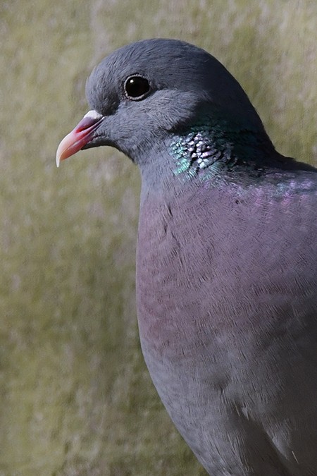 Stock Dove - ML228330421