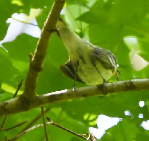 Cerulean Warbler - ML228330901