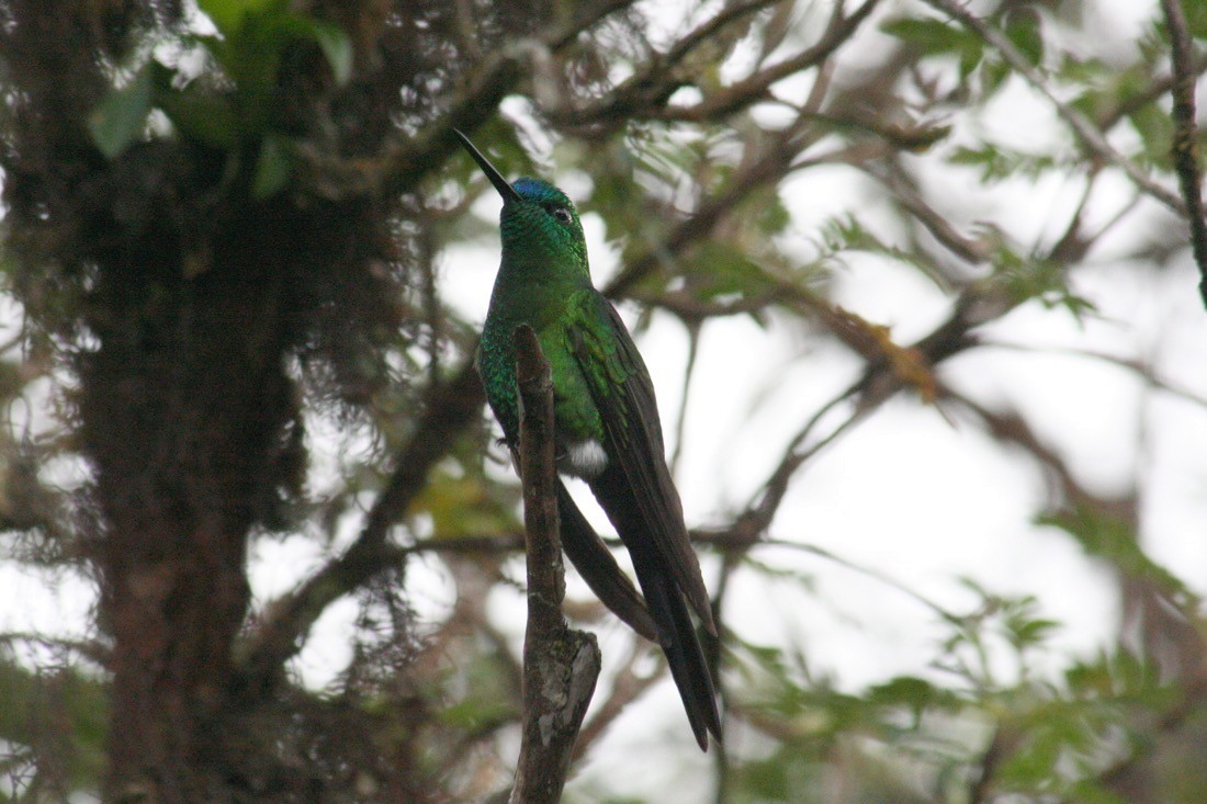 Sapphire-vented Puffleg - ML228331341